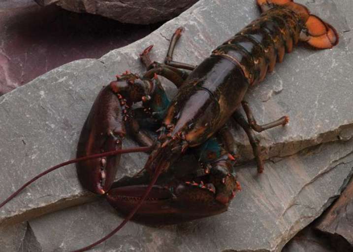 Atlantic Canada Export Café Germany